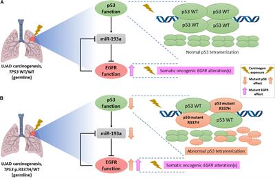 Prevalence of the Brazilian TP53 Founder c.1010G>A (p.Arg337His) in Lung Adenocarcinoma: Is Genotyping Warranted in All Brazilian Patients?